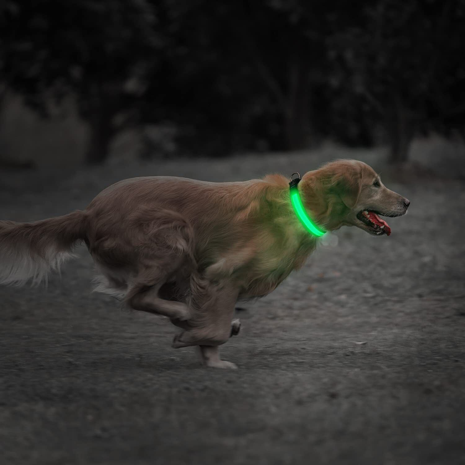 USB Rechargeable LED Pet Dog Collar Flashing Luminous Safety Light up Nylon UK E4U